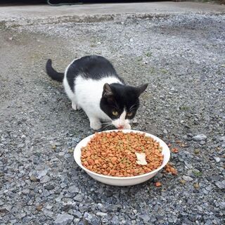 5.6ヶ月の猫ちゃん2匹の里親募集