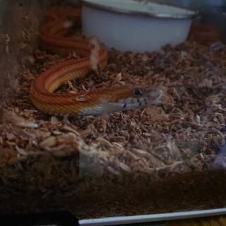 【全国】爬虫類仲間ほしい！SNS等で交流🐍 - 川口市