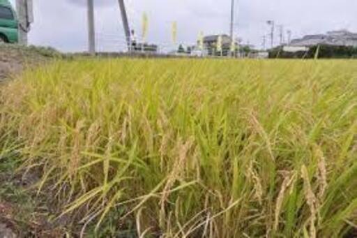 規格外の為超格安！新米小粒　ひのひかり３０キロ　