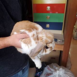 うさぎ　ロップイヤー　