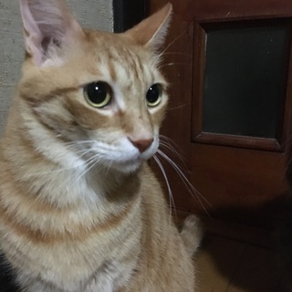 仲良し兄弟！ - 猫