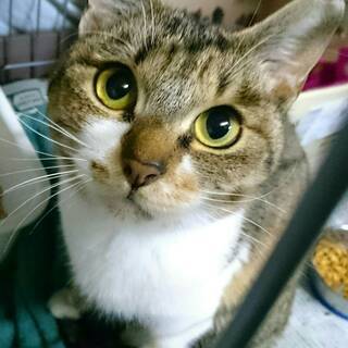 保護猫あくびちゃん（譲渡成立致しました）の画像