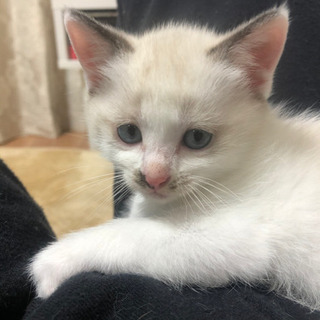 まだ1ヶ月半の子猫です