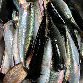 釣り仲間を募集✨ 