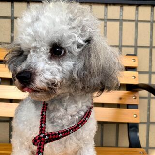 トイプードル2歳男の子里親さん募集中