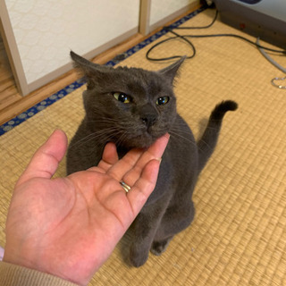 グレー　ロシアンブルーっぽい　4歳ぐらい❣️