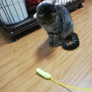 素敵な里親さん決まりました😸