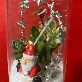多肉植物寄せ植え   Xmasアレンジの画像