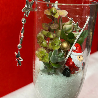 多肉植物寄せ植え   Xmasアレンジの画像