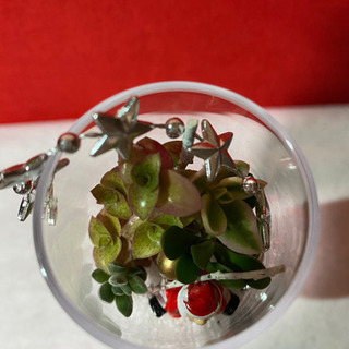 多肉植物寄せ植え   Xmasアレンジの画像