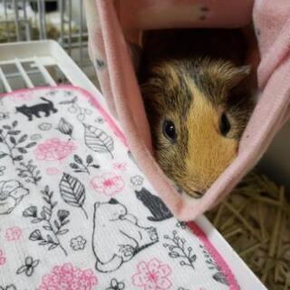 モルモット、動物好きな方いませんか(*^^*)？
