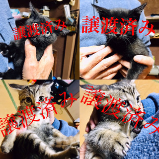 生後2ヶ月 仔猫4匹 性別不明です。（残黒1匹）