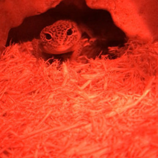 ヒョウモントカゲモドキ