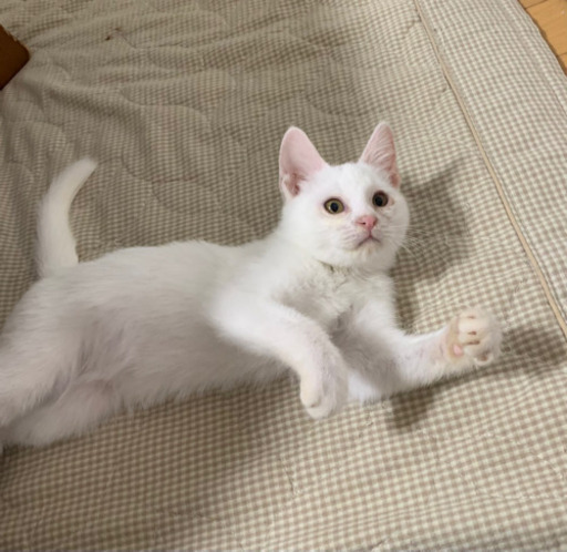 可愛い白猫オス2ヶ月 (みーちゃん) 福岡の猫の里親募集｜ジモティー
