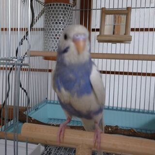 セキセイインコを探しています