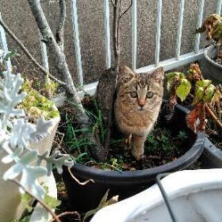 キジトラのねこちゃんを家族に迎え入れてくださる方おられませんか。