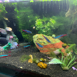 45cm水槽と熱帯魚のセット