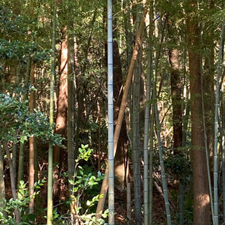 【竹】DIY 本数長さ相談