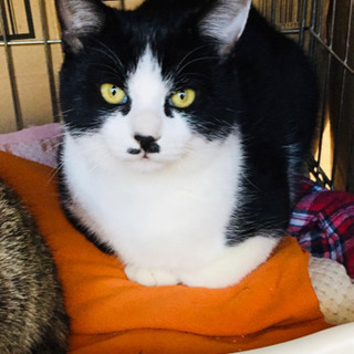 保護猫　7ヶ月