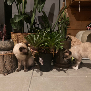 シャム猫 兄弟🐱 オスの画像