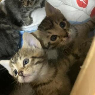 仔猫の里親さん募集します