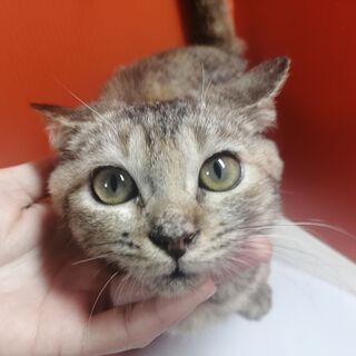 9/1産まれ♪ミヌエット♀サビ猫ちゃん(=^・^=)の画像