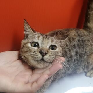 9/1産まれ♪ミヌエット♀サビ猫ちゃん(=^・^=) - 鹿嶋市