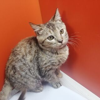 9/1産まれ♪ミヌエット♀サビ猫ちゃん(=^・^=) - 猫