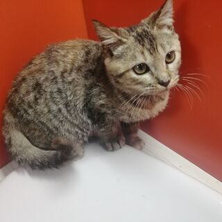 9/1産まれ♪ミヌエット♀サビ猫ちゃん(=^・^=) − 茨城県