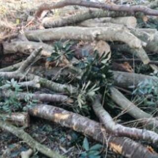 伐採したての木材・載せ放題☆☆☆薪ストーブ ピザ窯 暖炉 バーベ...