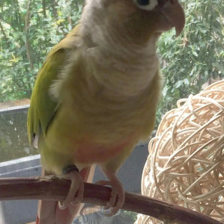 迷子にしてしまったウロコインコを探しています