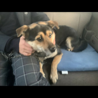 迷い犬保護されてます(茨木県那須塩原、黒田原駅周辺)
