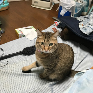 カラオケ・喫茶店・漫画・本・動物・好きな人！ - 金沢市