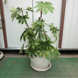 植木　　ヤツデ