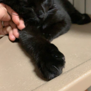 仔猫ちゃんです