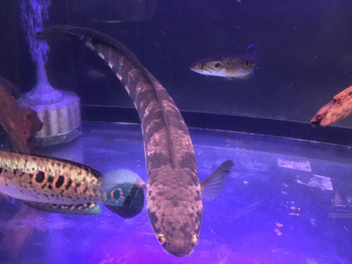 マルリオイデス40