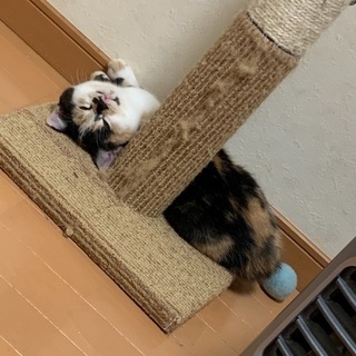 兄妹子猫の里親を募集しています！
