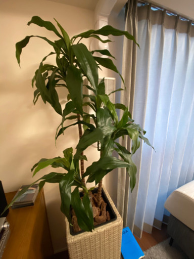 フェイクグリーン　人工観葉植物