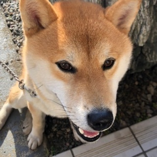 1歳の柴犬 男の子しゅる - 犬