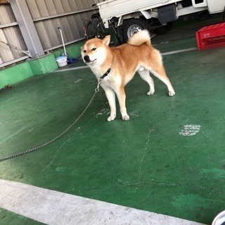 1歳の柴犬 男の子しゅる - 栃木市