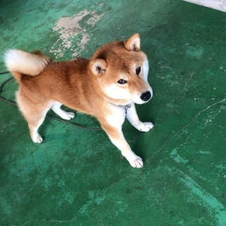 1歳の柴犬 男の子しゅる - 里親募集
