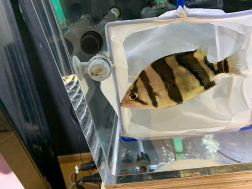 完品ダトニオリアルバンド　Vバンド18㎝