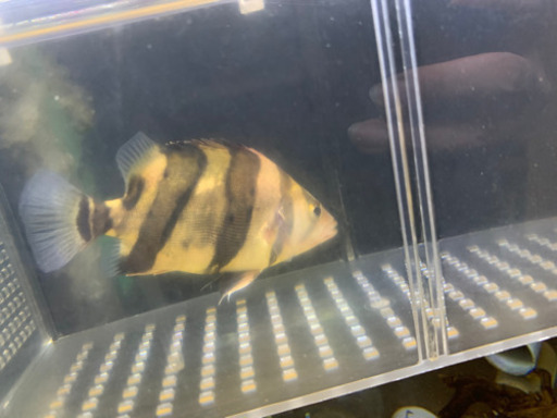 完品ダトニオリアルバンド　Vバンド18㎝