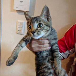 天真爛漫　キジトラボーイ　トライアル決定しましたので中断します！ - 猫