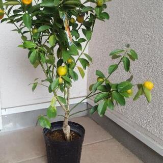 【柑橘類】大実きんかん【苗木】お取り引き終了の画像