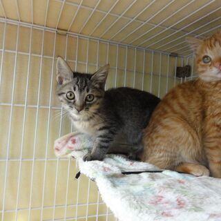 可愛い仔猫達を幸せに里親募集！