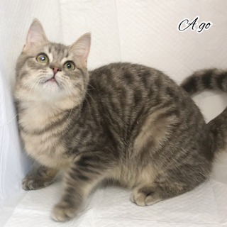 スコティッシュフォールド子猫　お願い→→→本文をよくご覧下さいま...