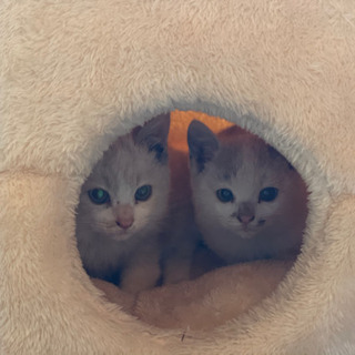 3ヶ月くらいの子猫ちゃん