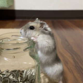 ジャンガリアンハムスター　もうすぐ1歳のオス