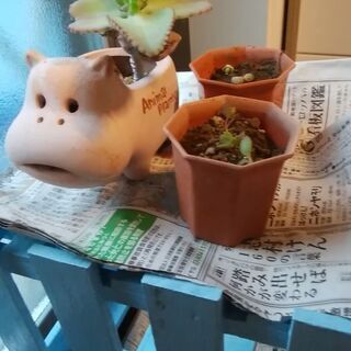 子宝草　観葉植物や妊活などに　鉢植えごと